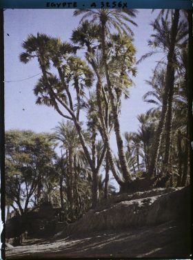Image représentant Palmiers doum sur l'île d'Eléphantine