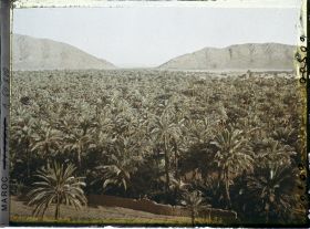 Image représentant La mer de palmes avec au fond, le col de Zenaga