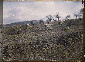 Image représentant Culture de la vigne
