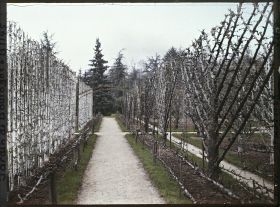 Image représentant Fruitiers palissés blanchis, bordant l'allée qui mène à la forêt bleue, au cœur du verger-roseraie
