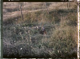 Image représentant France, Thiaumont, Tranchée de Thiaumont les fusils sortant de terre avaient été attachés par des étoffes tricolores