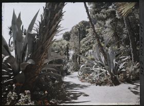 Image représentant Une allée de plantes exotiques