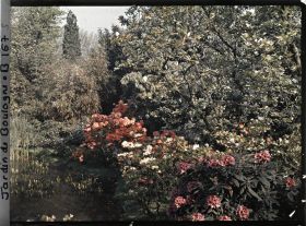 Image représentant Massifs d'azalées et de rhododendrons en bordure d'un étang au nord-est du marais