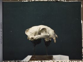 Image représentant Crâne de panthère vu de profil