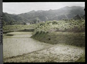 Image représentant Rizières repiquées et mûriers