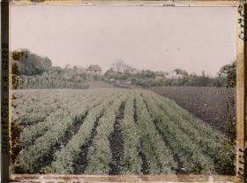 Image représentant France, Louveciennes, Culture de pois