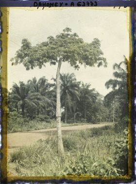 Image représentant Ligne télégraphique suspendue à un kapokier le long de la route d'Adjohoun