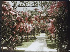 Image représentant Axe central du verger-roseraie vu à mi-parcours, en direction du jardin anglais