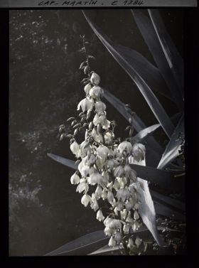 Image représentant Fleurs de yuccas et feuilles d'agaves mêlées