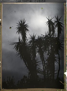 Image représentant Yucca ou cordyline et autres plantes exotiques, vues à contre-jour dans la lumière du soir