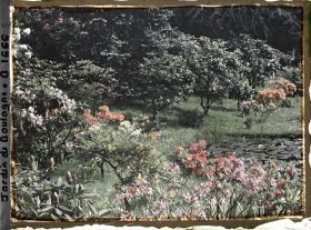 Image représentant Azalées près des étangs