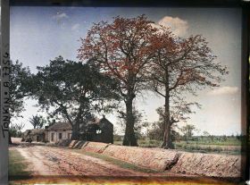 Image représentant Des kapokiers en fleurs aux abords d'un village, le long de la route