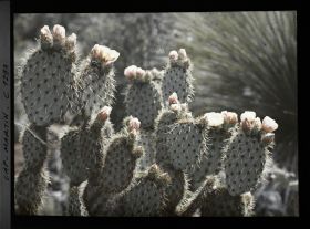 Image représentant Opuntia en fleurs (rose-saumonées)