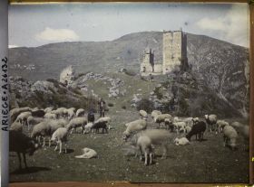 Image représentant Troupeau de moutons et le vieux château de Miglos