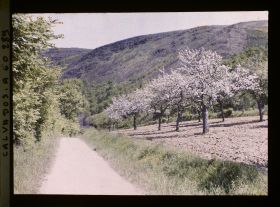 Image représentant Pommiers en fleurs