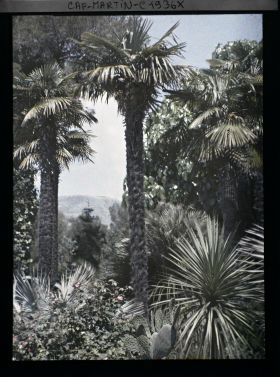 Image représentant Roses et plantes exotiques au pied de palmiers encadrant une vue sur le paysage environnant