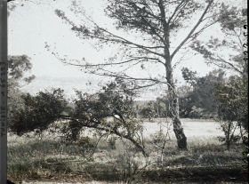 Image représentant Vue de Tunis prise à travers les arbres du Belvédère