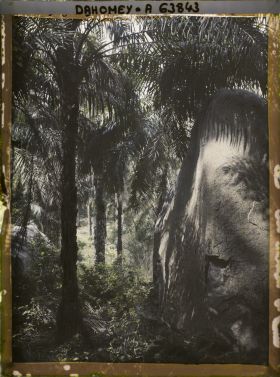 Image représentant Palmeraie en montagne