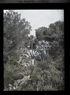 Image représentant Plantes exotiques diverses mêlées à la végétation spontantée, avec vue sur le paysage environnant, vue prise à 11 h
