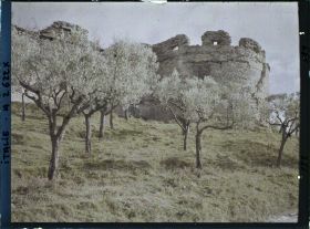 Image représentant Torrione et oliviers