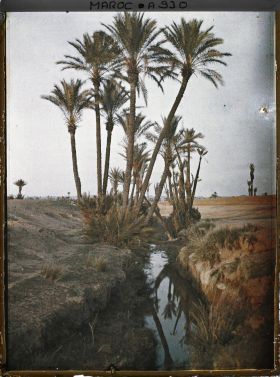 Image représentant La palmeraie