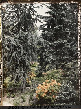 Image représentant Azalées dans la forêt bleue