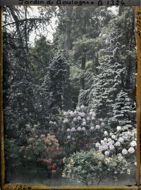 Image représentant Rhododendrons et azalées près de la forêt bleue