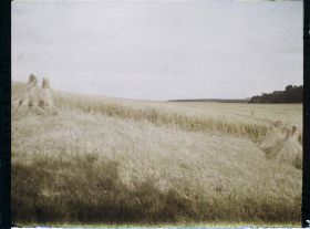 Image représentant Ile de France, Vallangoujard, Champ de blé