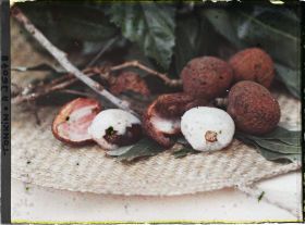 Image représentant Un rameau de litchi portant ses feuilles et ses fruits
