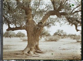 Image représentant Un vieux pistachier térébinthe