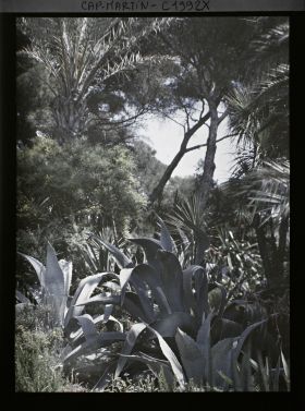 Image représentant Agaves, palmiers, yuccas et autres plantes, dans un coin de pinède dominant la mer