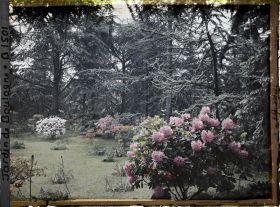Image représentant Rhodos sur la pelouse du marais, près de la forêt bleue