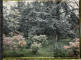 Image représentant Azalées sur la pelouse qui borde la forêt bleue