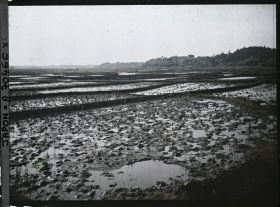 Image représentant Rizières inondées
