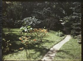 Image représentant Azalées en fleurs au bord du chemin qui, longeant le marais, mène à l'ouest de la forêt bleue