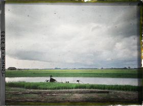 Image représentant Des rizières sur les rives du Fleuve Rouge