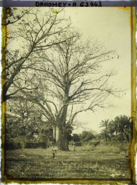 Image représentant Un baobab