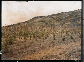 Image représentant Vignes sur la route de Gannat à Saulzet