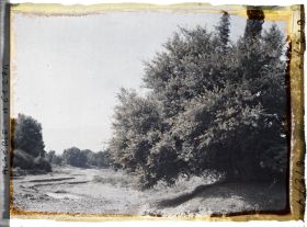 Image représentant Mimosas le long de l'Oued Khémis