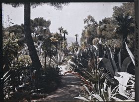 Image représentant Une allée de plantes exotiques