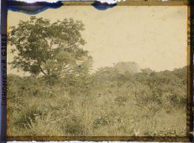 Image représentant Paysage de forêt