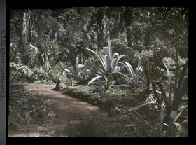 Image représentant Agaves, yuccas et banian (?) à l'embranchement de deux allées ombragées