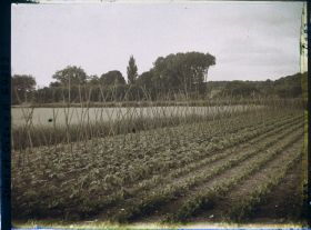 Image représentant Ile de France, Presles, Légumes et Céréales
