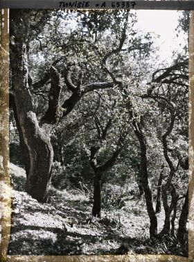 Image représentant Un sous-bois dans la forêt de chênes