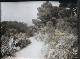 Image représentant Une allée bordée de plantes exotiques