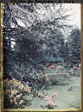 Image représentant Cèdre et azalées en fleurs proches du marais bordé d'arbustes colorés, vu en direction du nord
