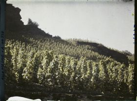 Image représentant Allemagne, Oberwesel, Effet de lumière sur vignes