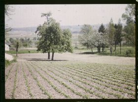 Image représentant France, Fontenay-Fleuri, Culture des petits pois (N° 1)