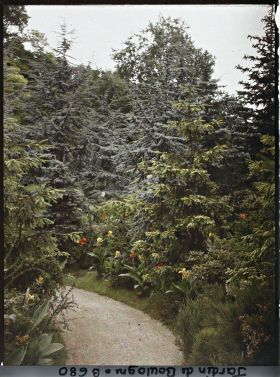 Image représentant La forêt dorée et la forêt bleue