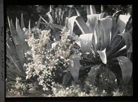 Image représentant le Jardin agaves